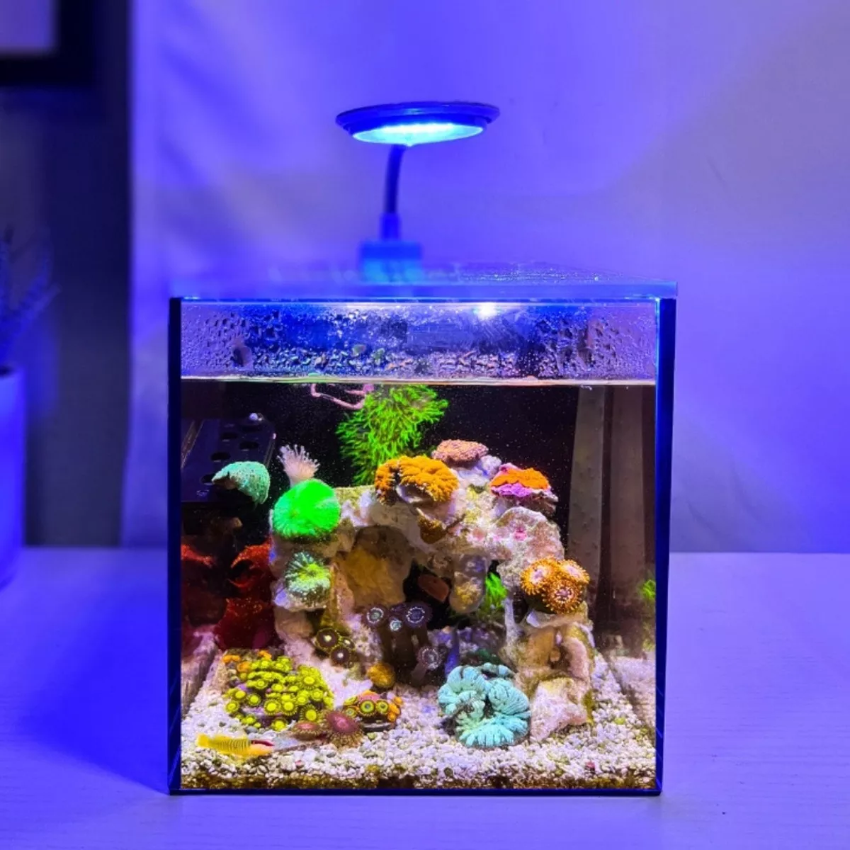 open-box-glass-small-in-one-1-gallon-desktop-aquarium-saltwater-pnw-customs (OPEN BOX) Glass Small-In-One 1 Gallon Desktop Aquarium (Saltwater) – PNW Customs