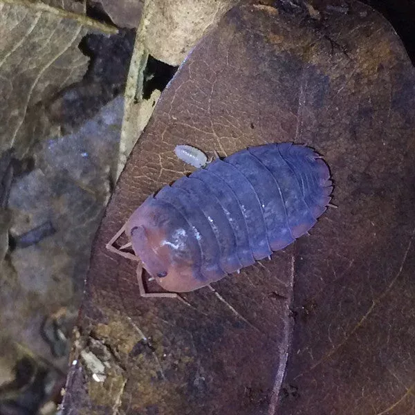 red-head-isopods-merulanella-sp ‘Red Head’ Isopods (Merulanella sp.)