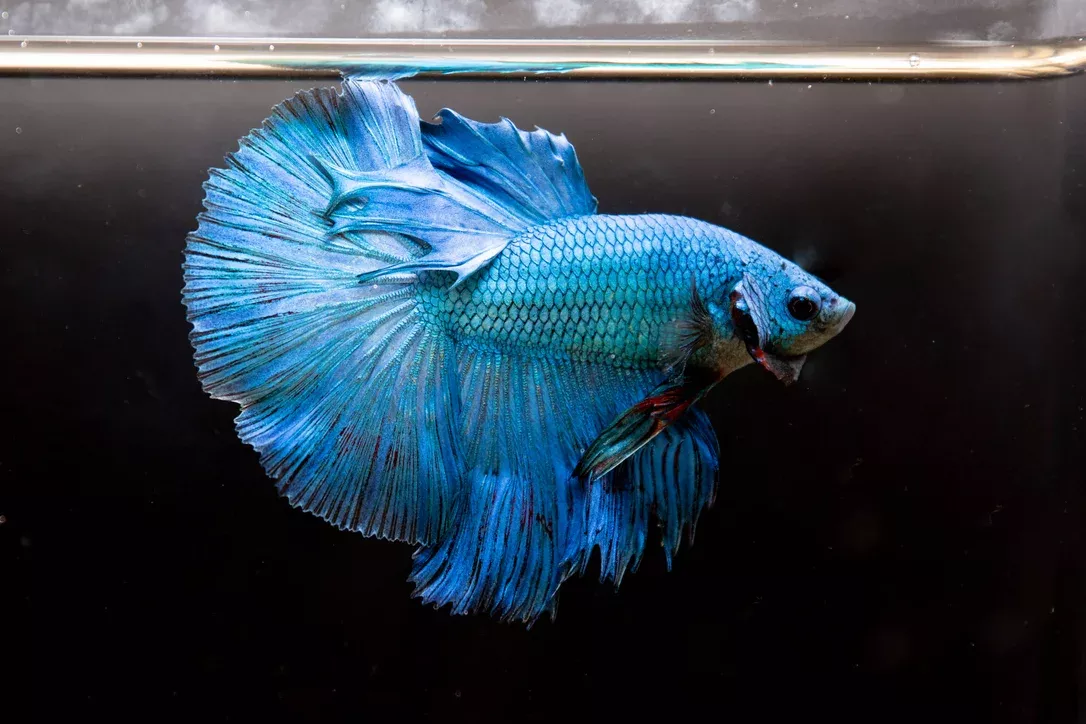 surprise-box-halfmoon-betta-fish (Surprise Box) Halfmoon Betta Fish
