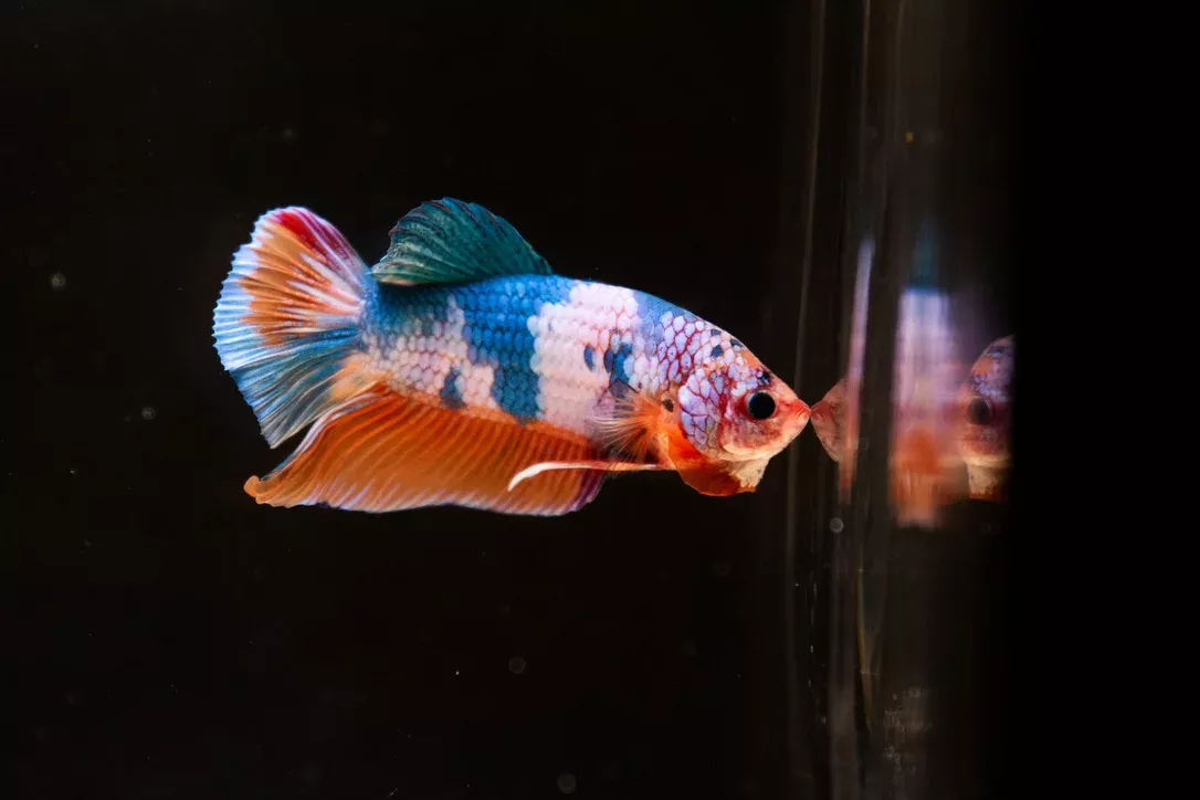 surprise-box-halfmoon-plakat-betta-fish (Surprise Box) Halfmoon Plakat Betta Fish