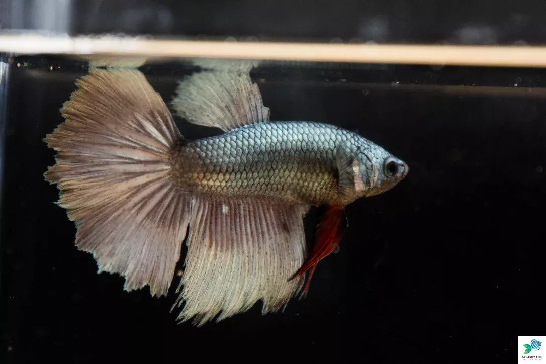 surprise-box-nipped-fin-halfmoon-betta (Surprise Box) Nipped Fin Halfmoon Betta