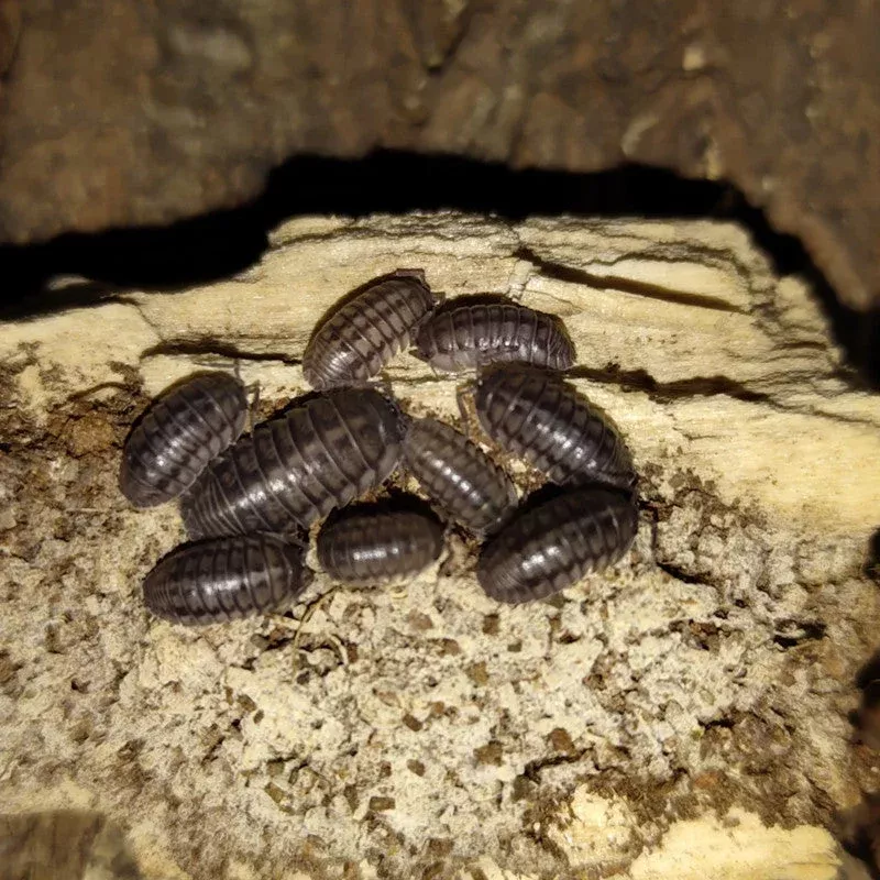 wildtype-isopods-armadillidium-nasatum ‘Wildtype’ Isopods (Armadillidium Nasatum)