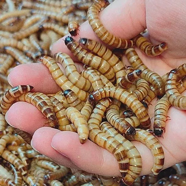 zophobas-morio-superworm Zophobas morio ( Superworm )