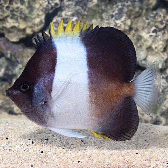 zoster-butterflyfish Zoster Butterflyfish